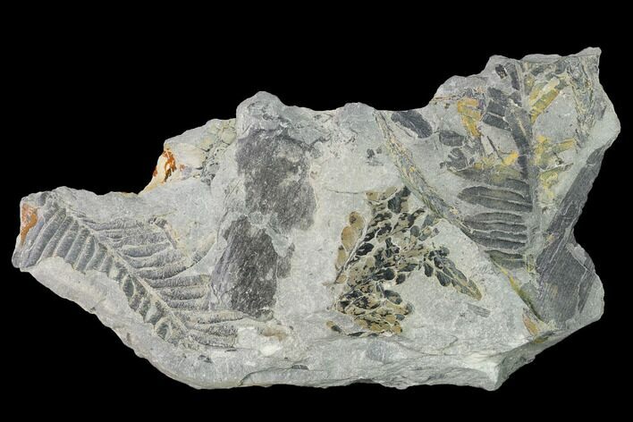 Fossil Flora (Calamites & Alethopteris) Plate - Kentucky #142394